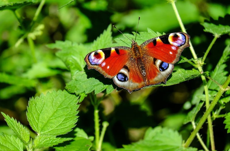 Butterfly Effects